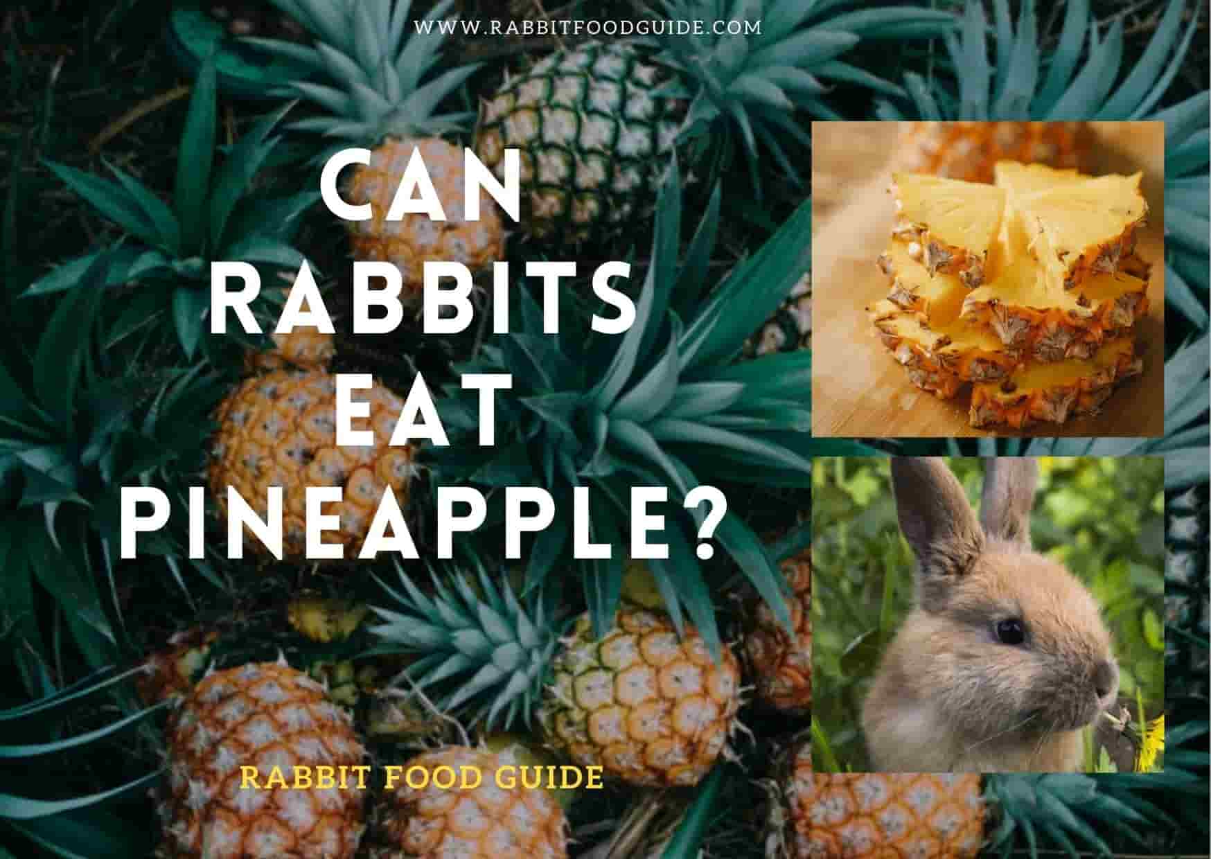 can rabbits eat pineapple?
