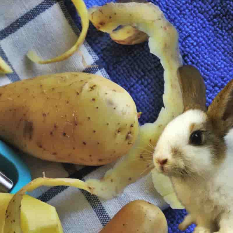 do rabbits eat potato peels?