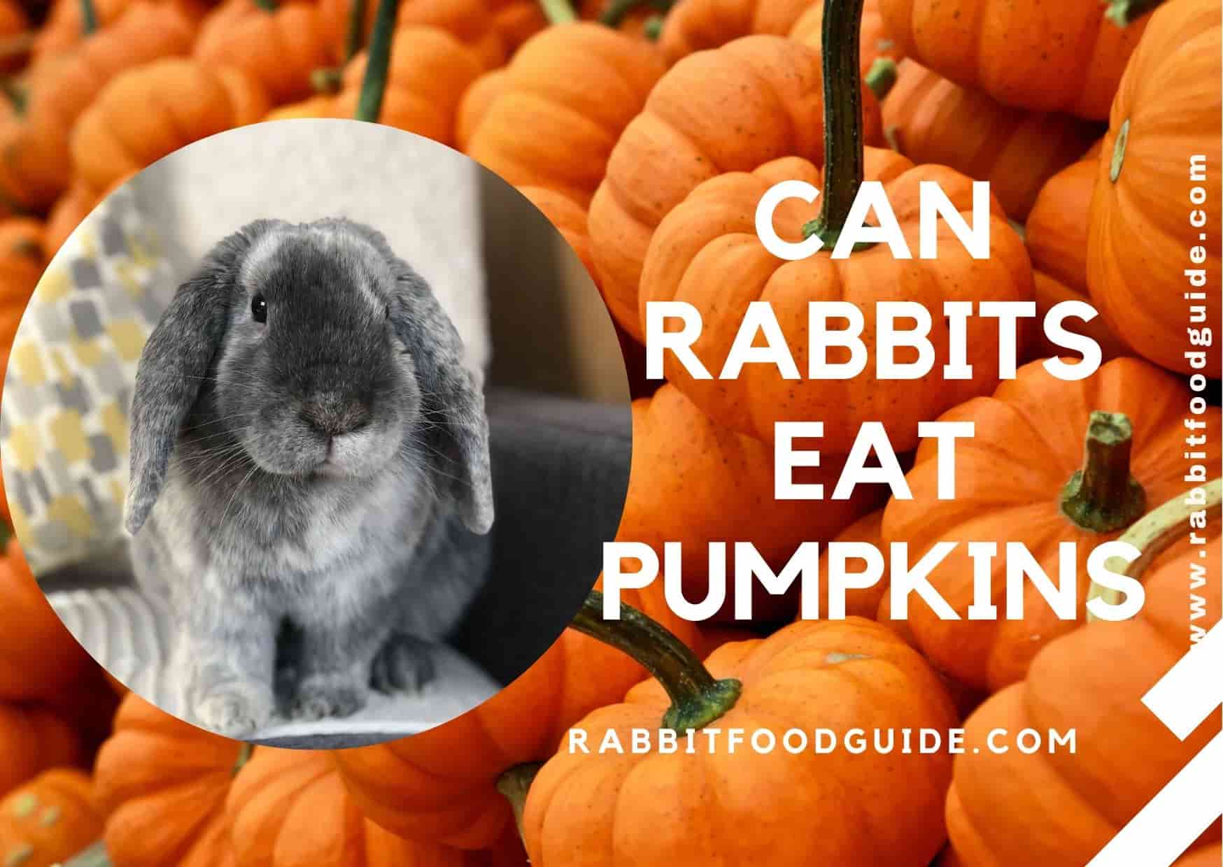 can rabbits eat pumpkin