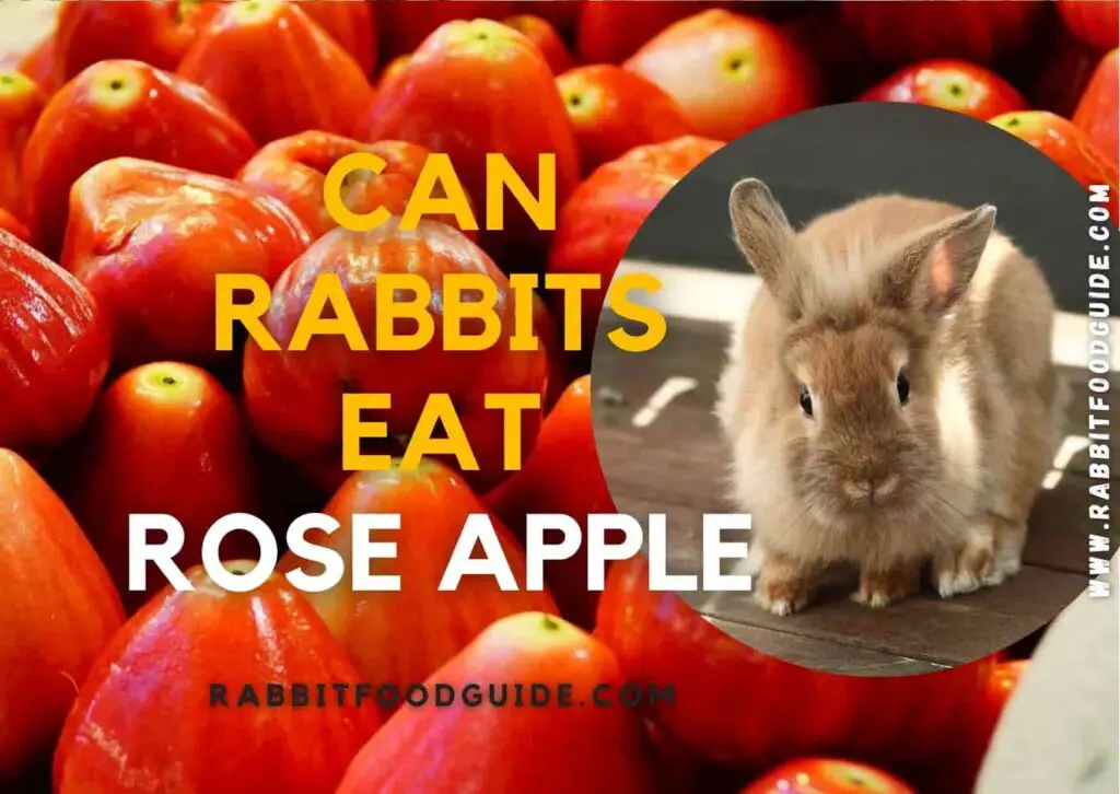 can rabbits eat rose apple