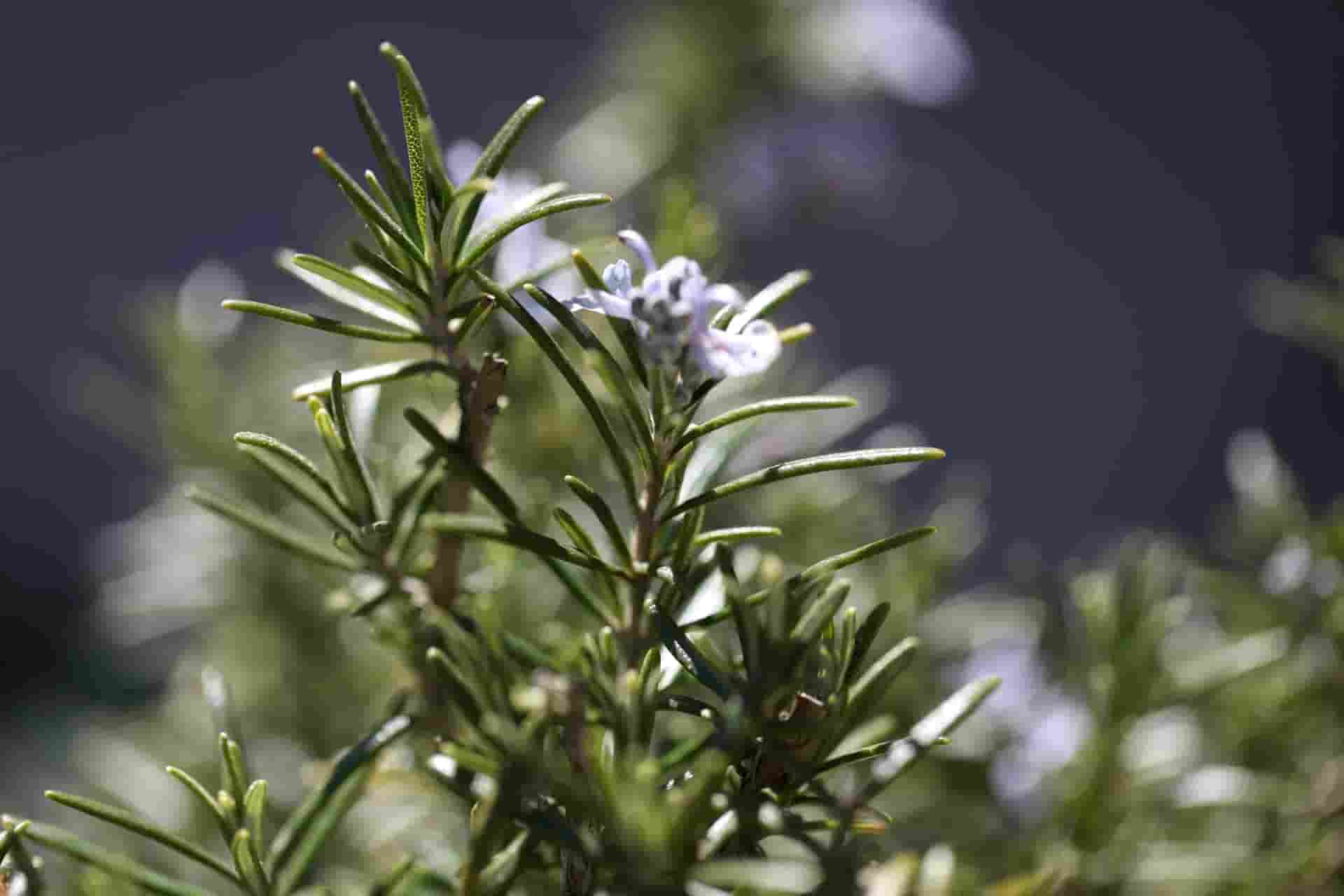 can rabbits eat rosemary flowers and leaves?