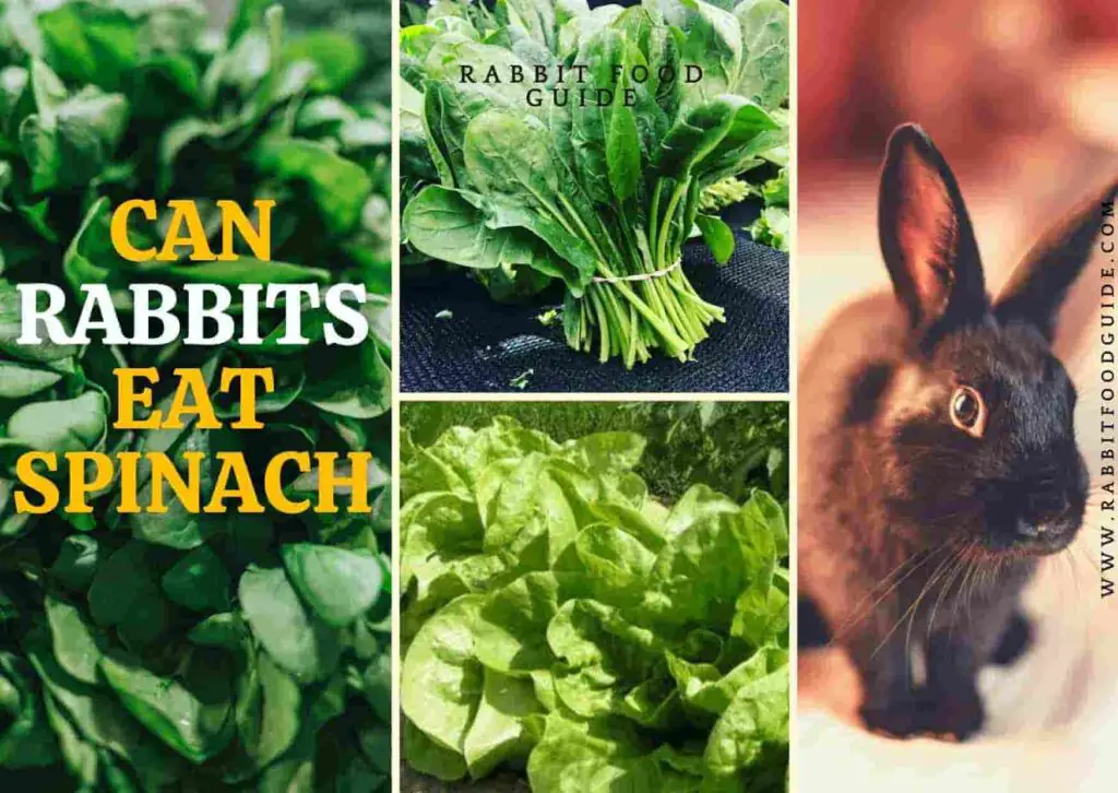 Can Rabbits Eat Spinach? 100 Complete Full Guide
