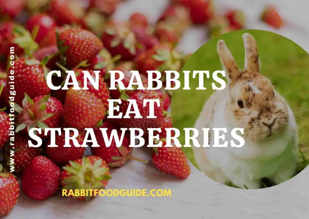 Can Rabbits Eat Strawberries? 100 Complete Guide
