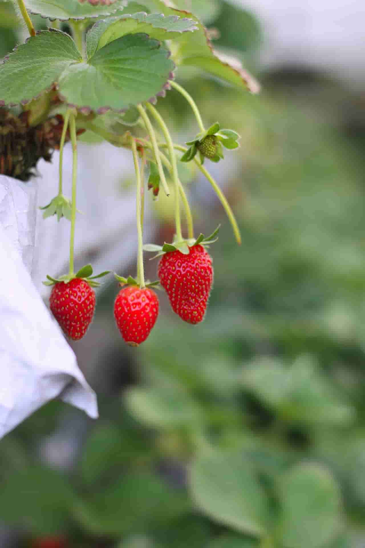 can rabbits eat strawberries plants?