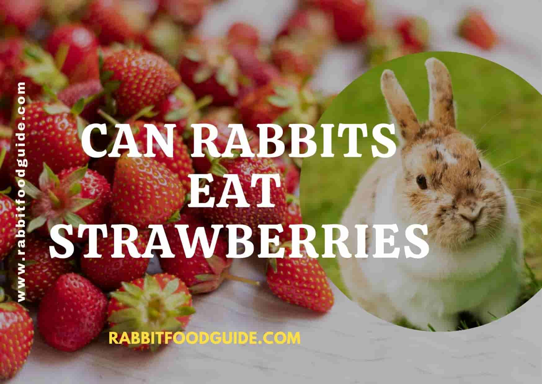 can rabbits eat strawberries?