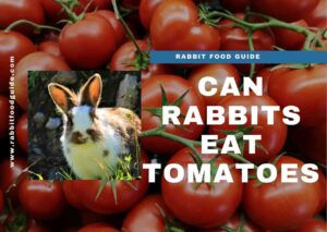 Can Rabbits Eat Tomatoes ? Benefits & Extra Preparation Guide