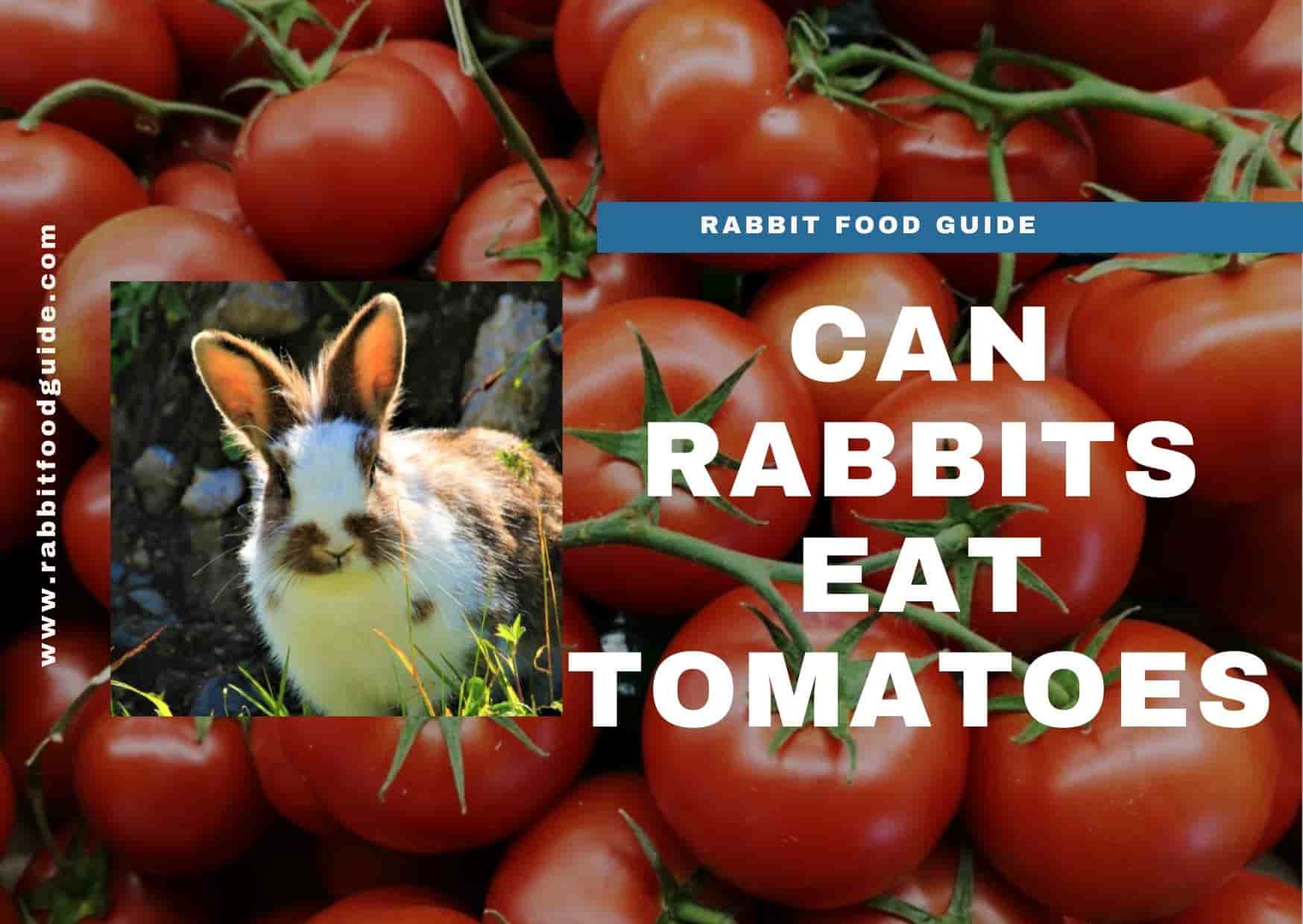 can rabbits eat tomatoes? 