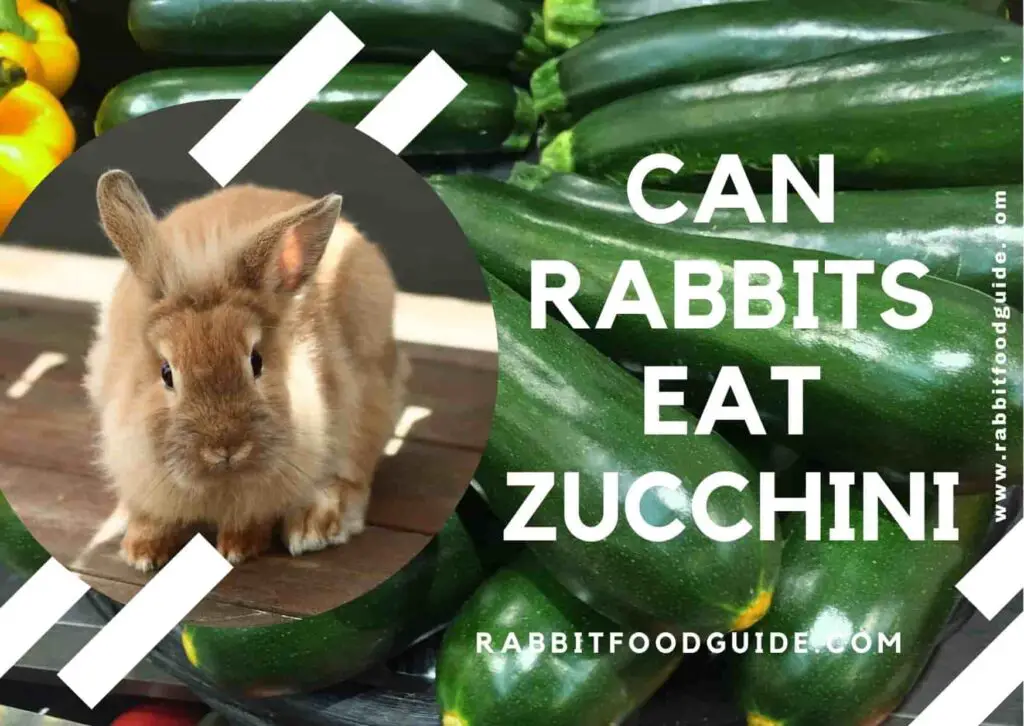 Can Rabbits Eat Zucchini? Learn From Rabbit Experts