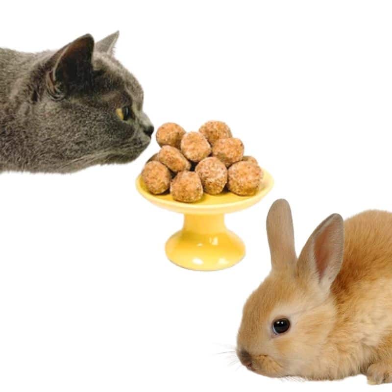 can rabbits have cat food?