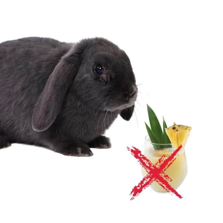 Can Rabbits Eat Pineapple? Benefits, Issues & Extra Preparation Guide