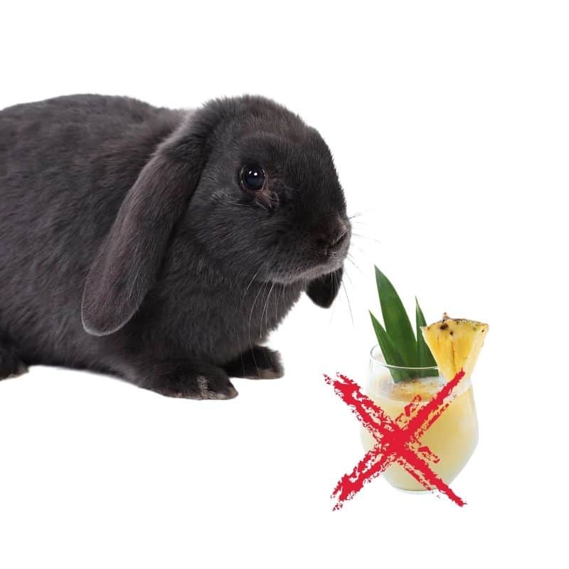 can rabbits have pineapple juice?