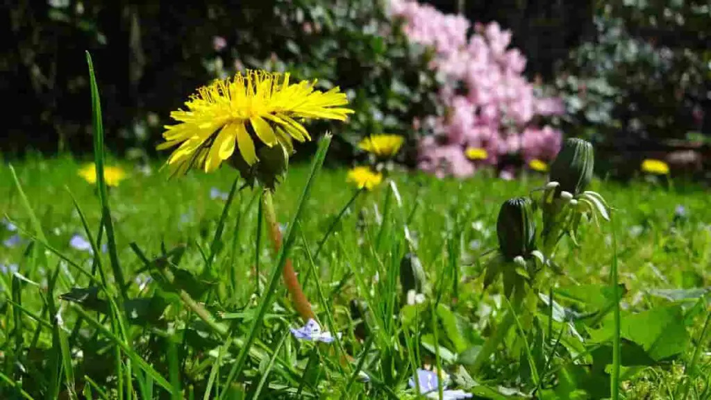 dandelions good for rabbits