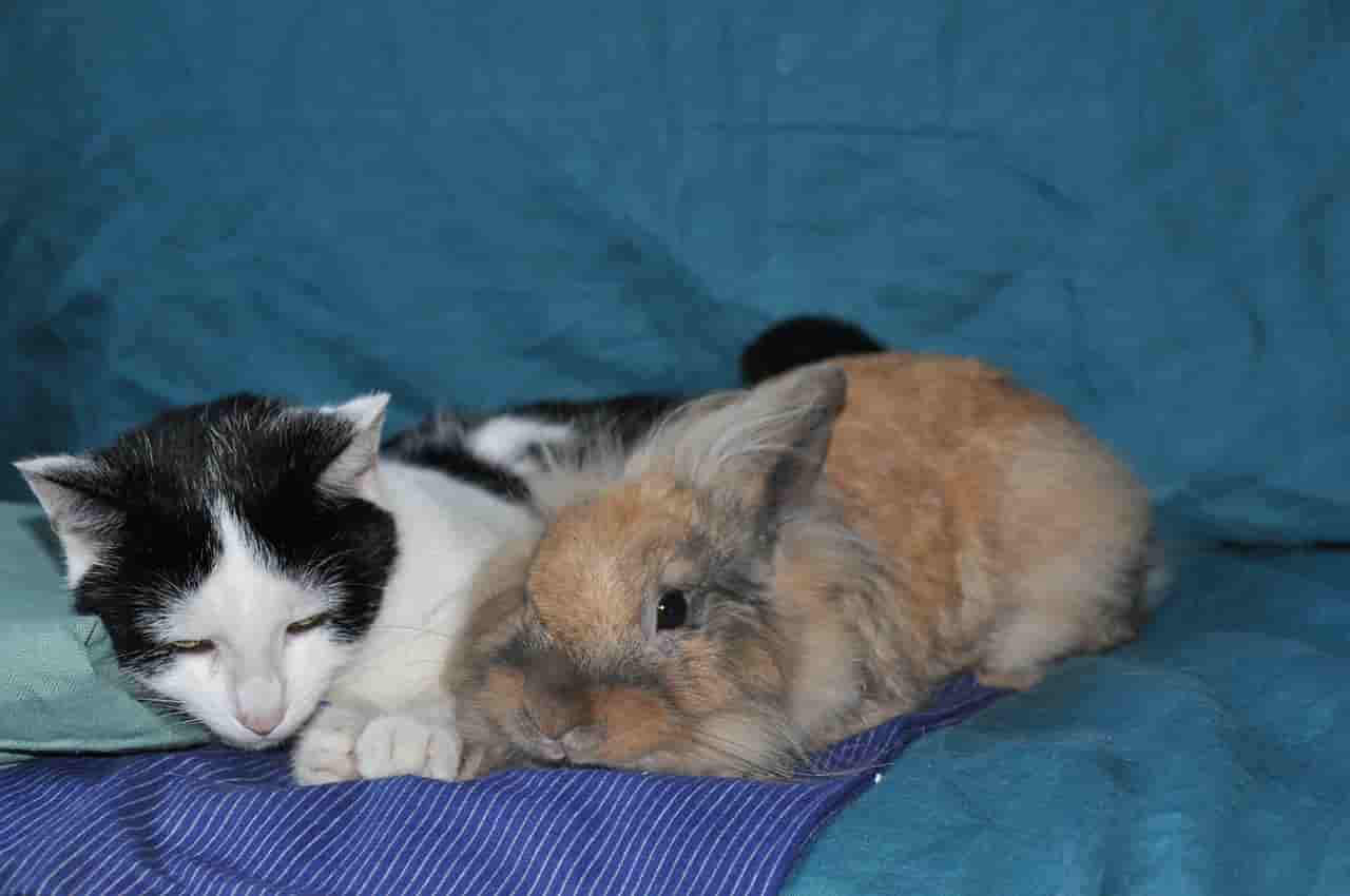 difference between cats and rabbits