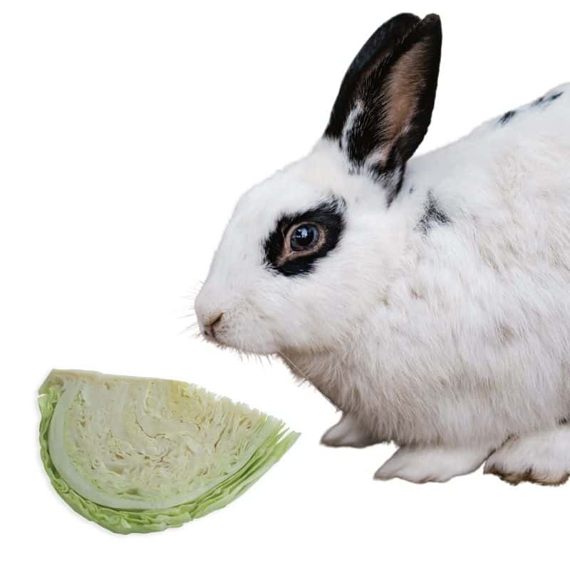 do rabbits eat cabbage?