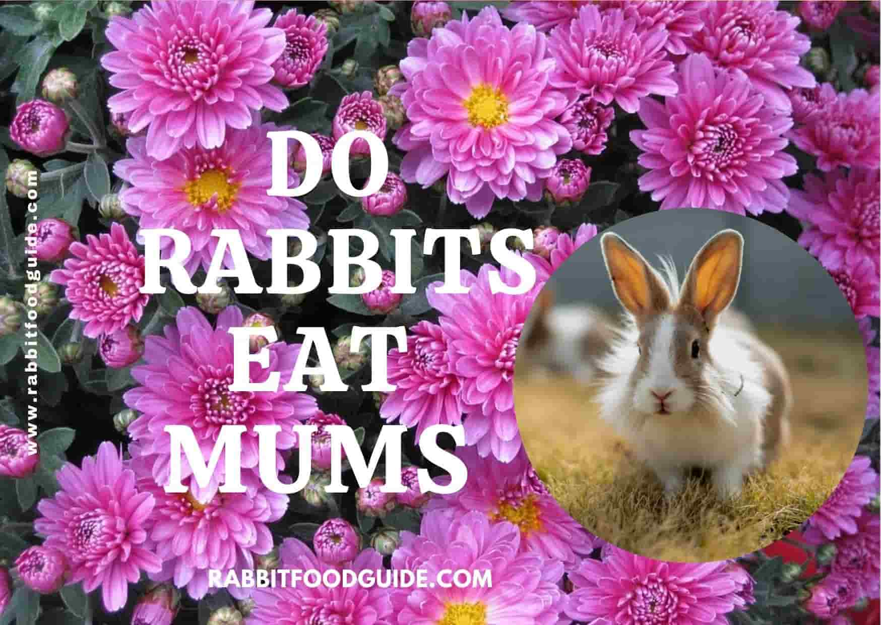 do rabbits eat mums   