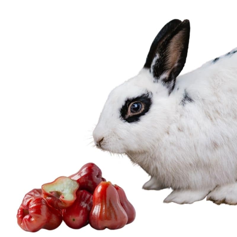 do rabbits eat rose apple