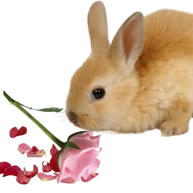 Can Rabbits Eat Roses? The Best Guide We Should Know Rabbit food guide