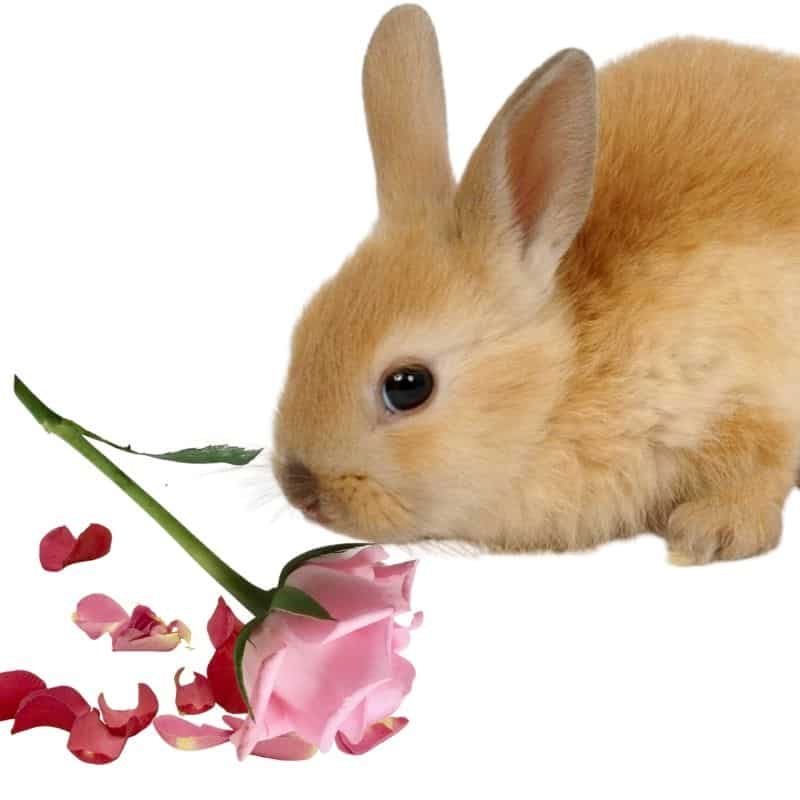 do rabbits like to eat rose