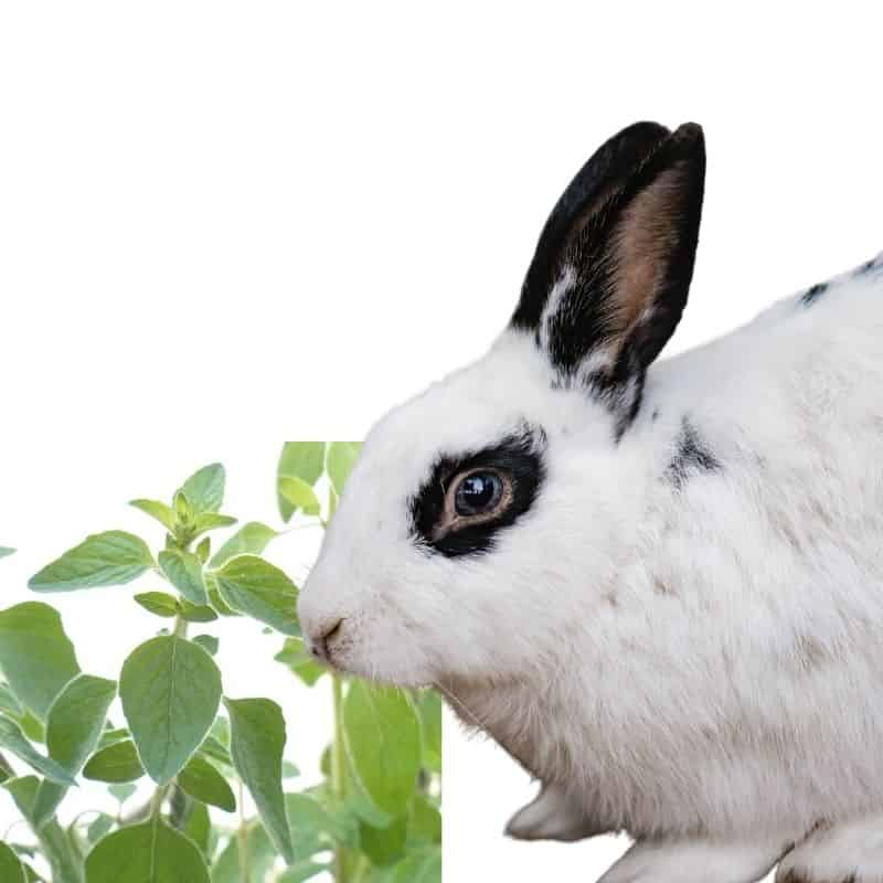 do rabbits like to eat Oregano