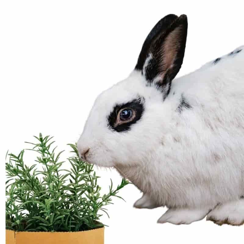 do rabbits like to eat Rosemary