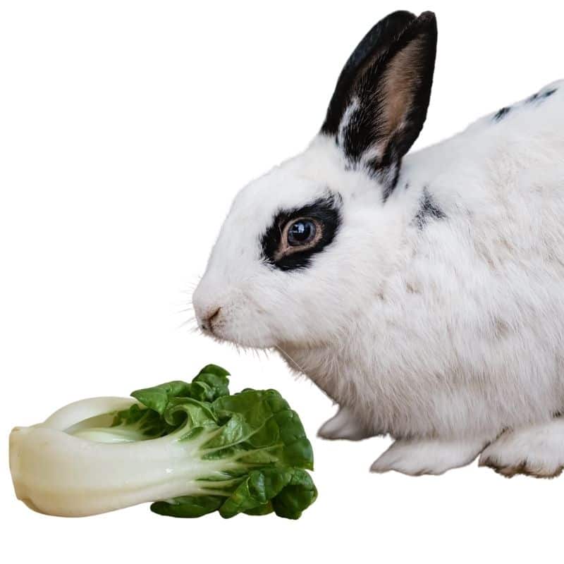 do rabbits like to eat bok choy