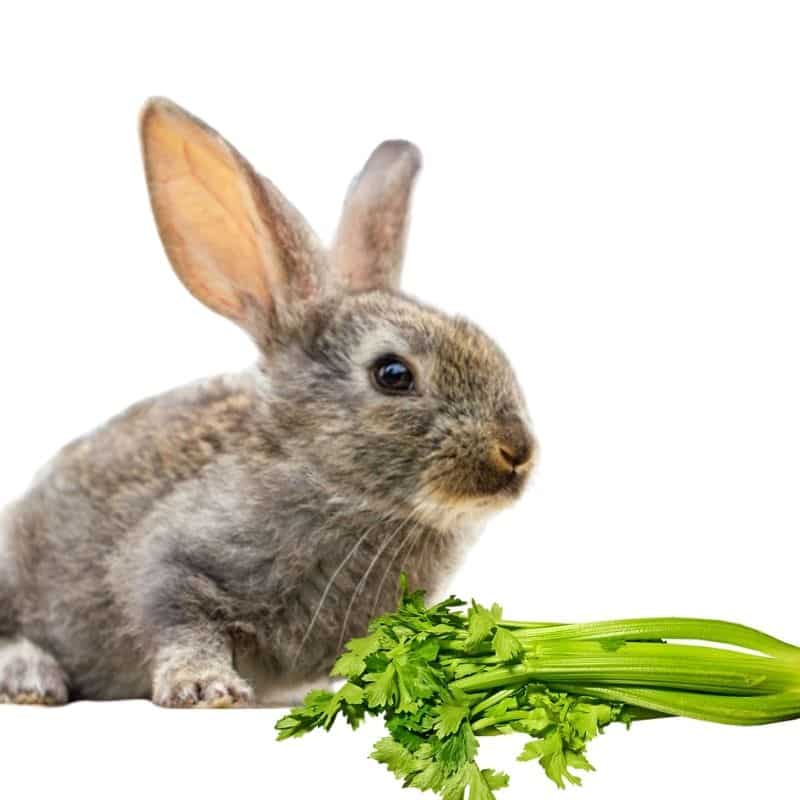 do rabbits like to eat celery