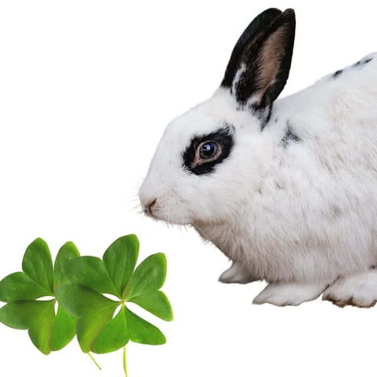 Can Rabbits Eat Clover? Best Guide We Should Know
