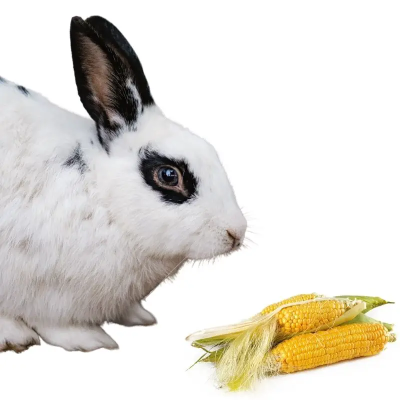 do rabbits like to eat corns