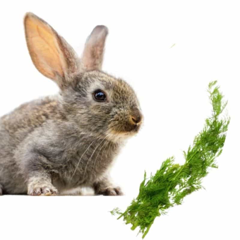 do rabbits like to eat dill?