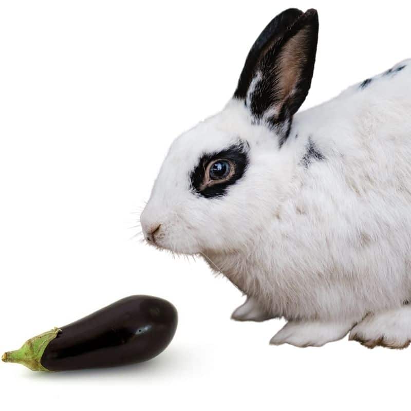 do rabbits like to eat eggplant