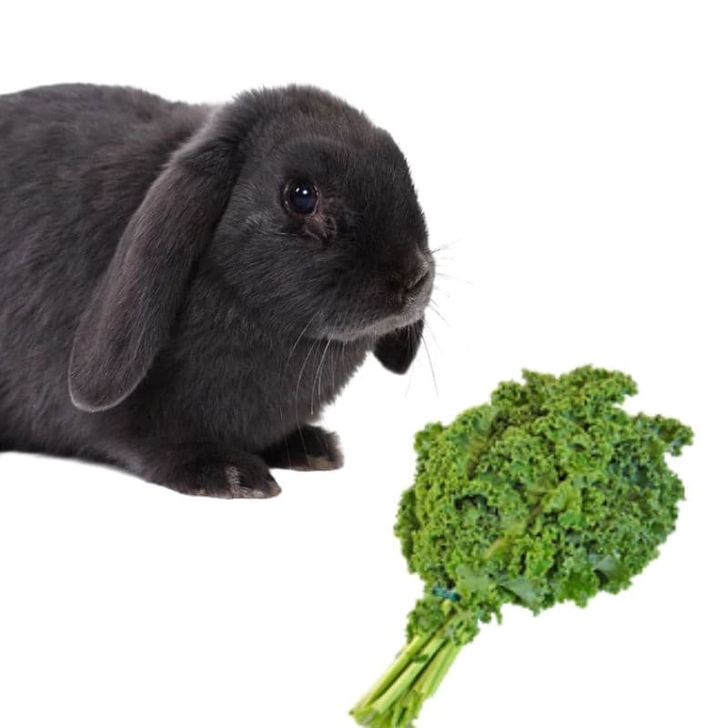 do rabbits like to eat kale