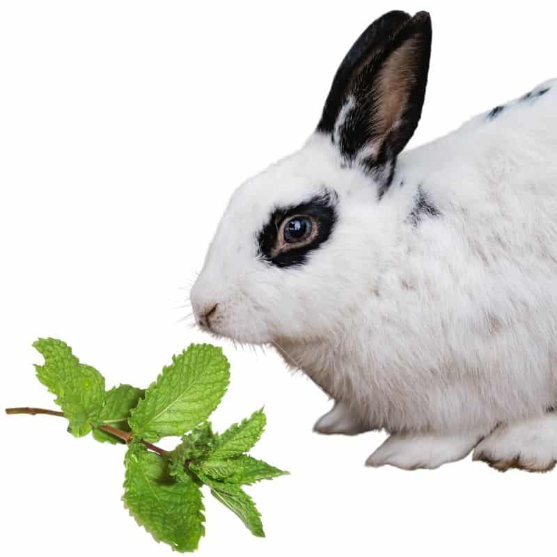 do rabbits like to eat mint