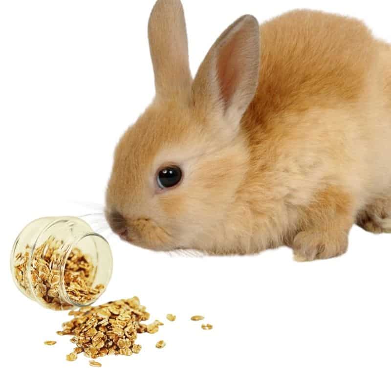do rabbits like to eat oats
