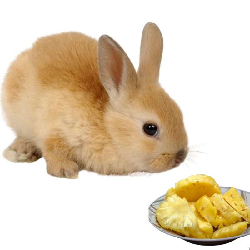 do rabbits like to eat pineapples