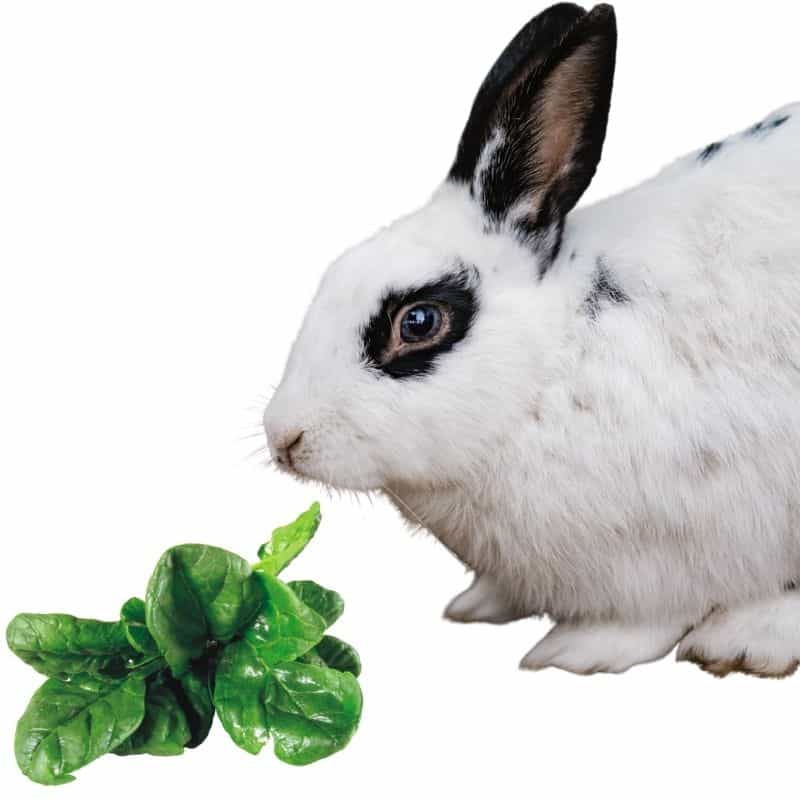 do rabbits like to eat spinach?