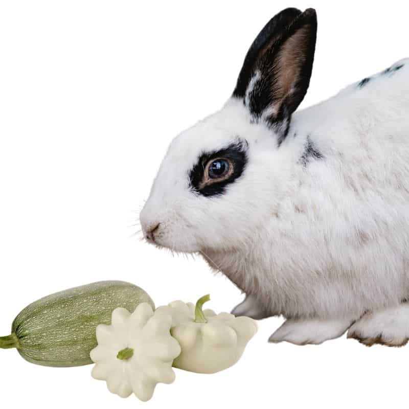 do rabbits like to eat squash?