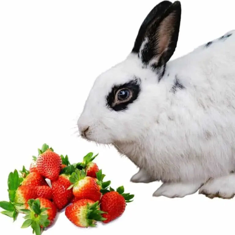 Can Rabbits Eat Strawberries? 100 Complete Guide