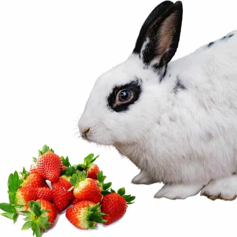 do rabbits like to eat strawberries