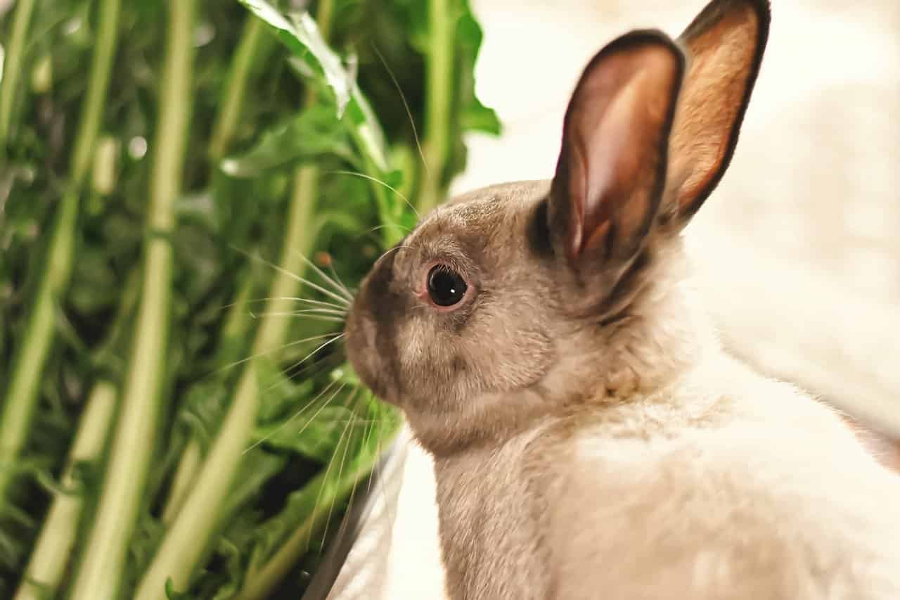 do rabbits like to eat  pandan leaves