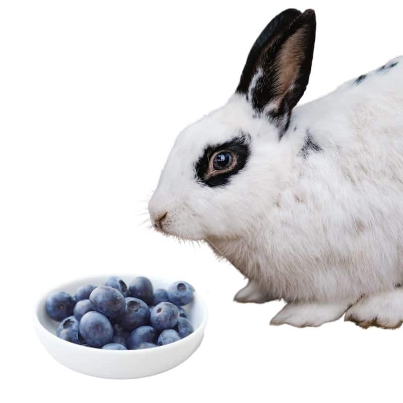 do rabbits like to eat blueberries