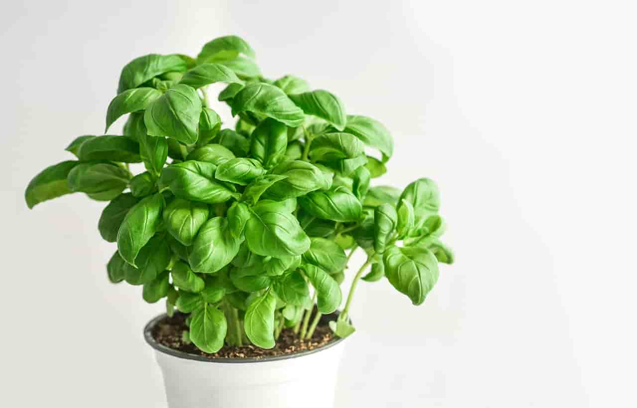 health benfits of basil to rabbits