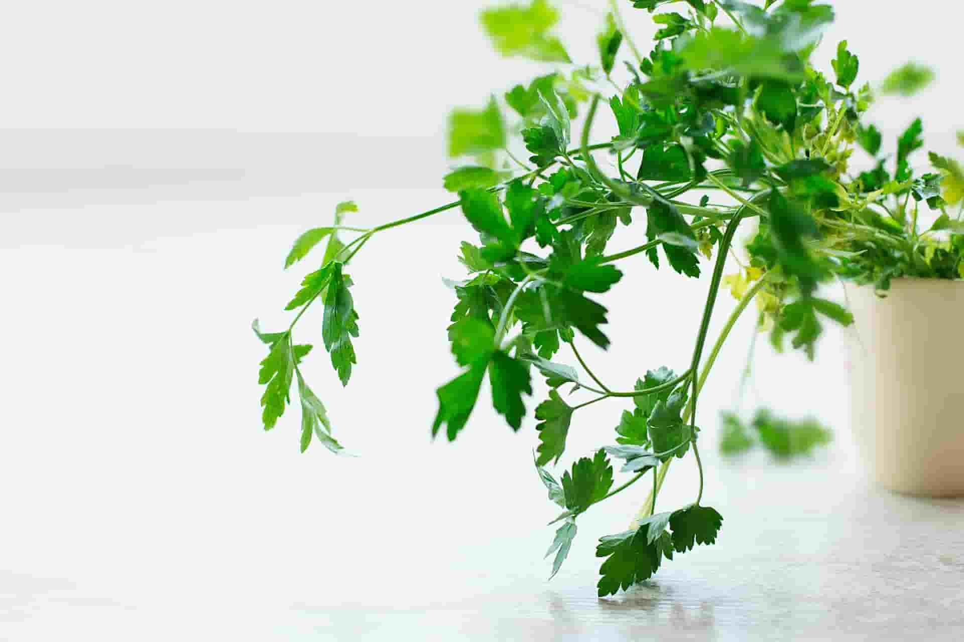 health benefits of parsley for rabbits