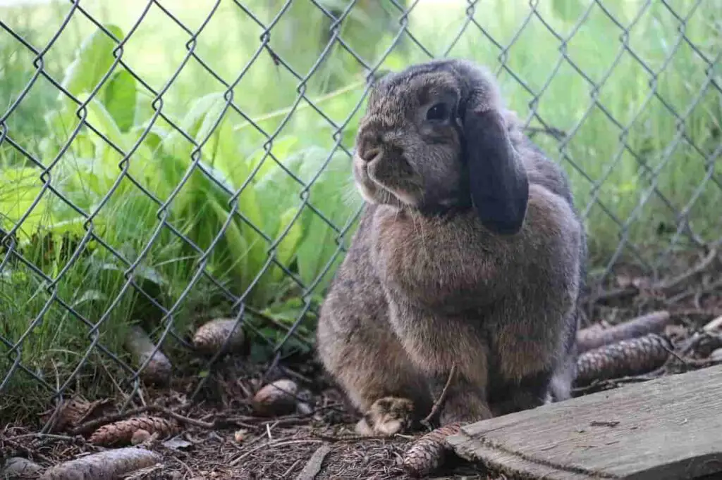 health issues for rabbits in oregano