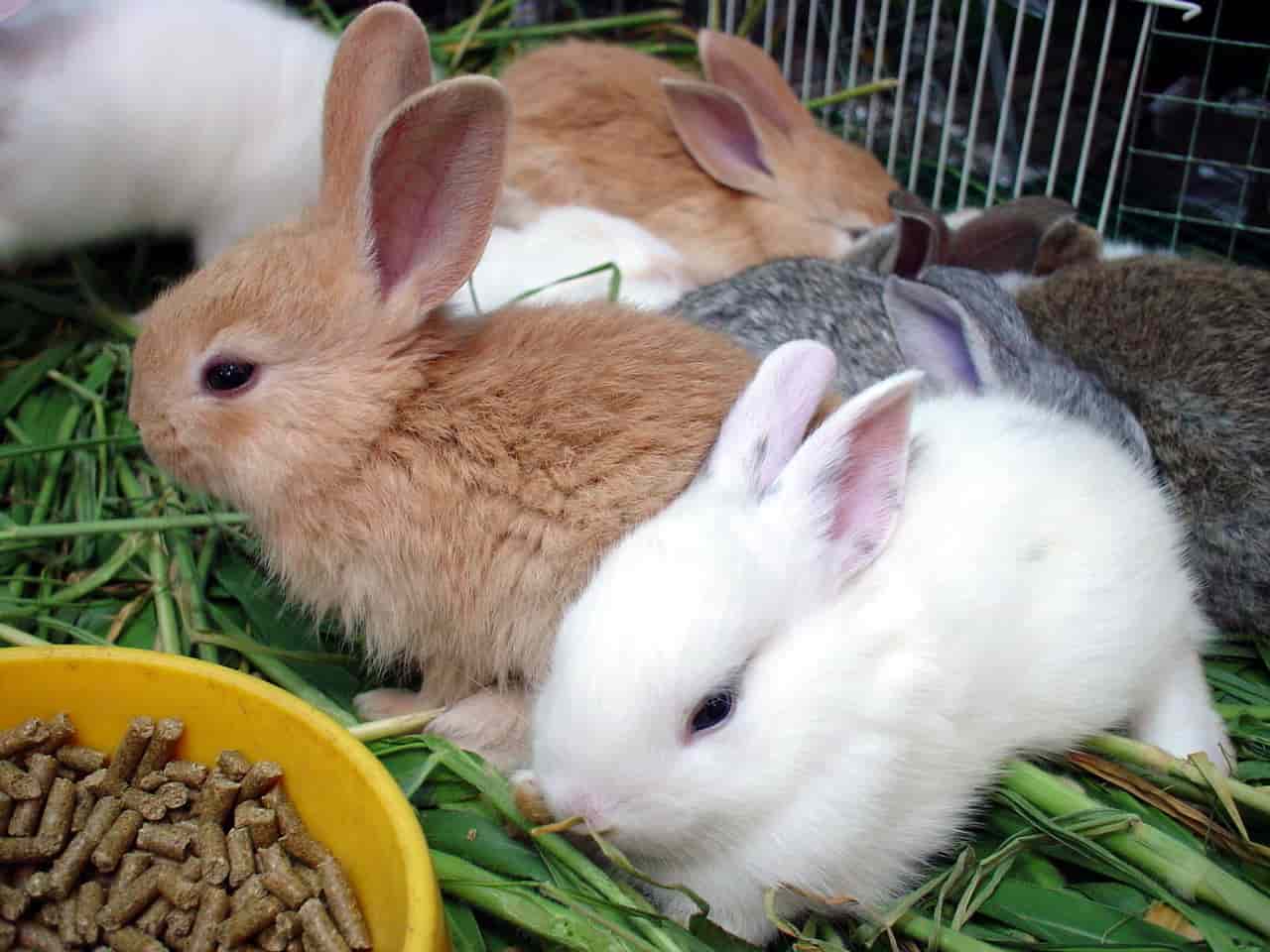 health risk of cat food to rabbits