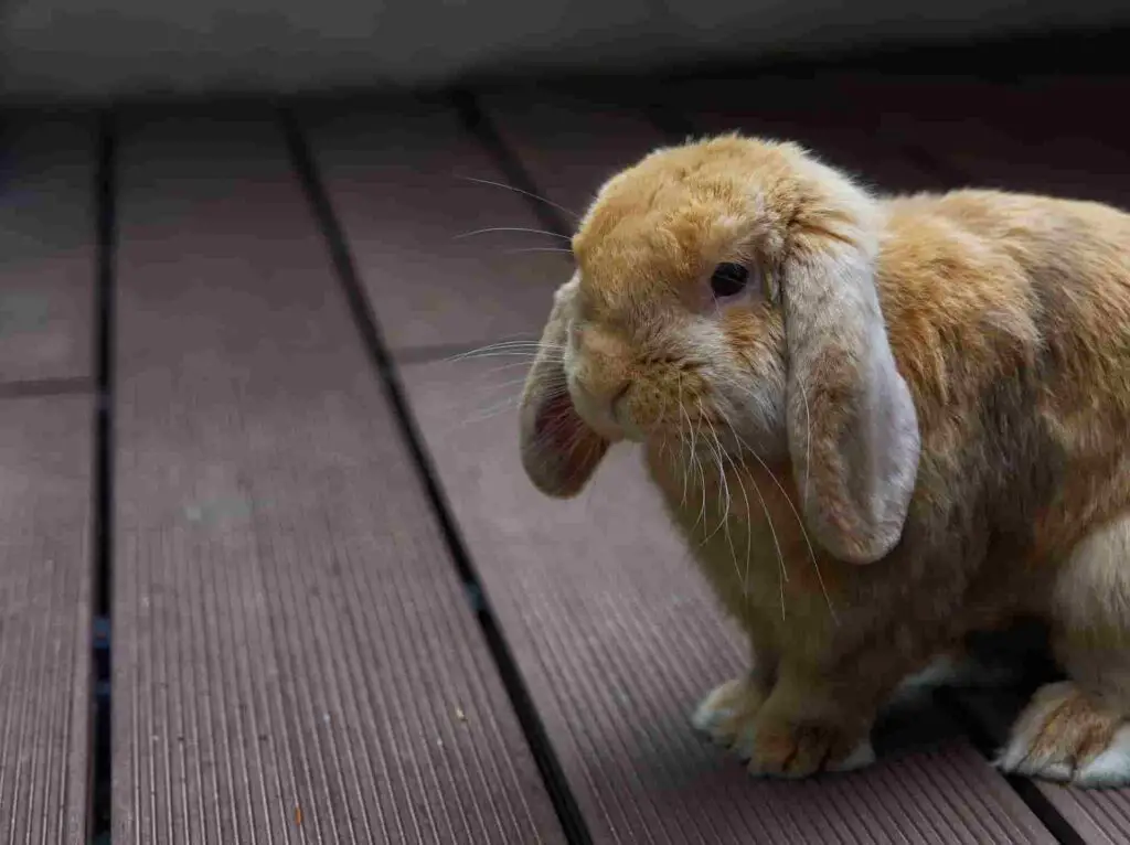 health risk of feeding corn for rabbits