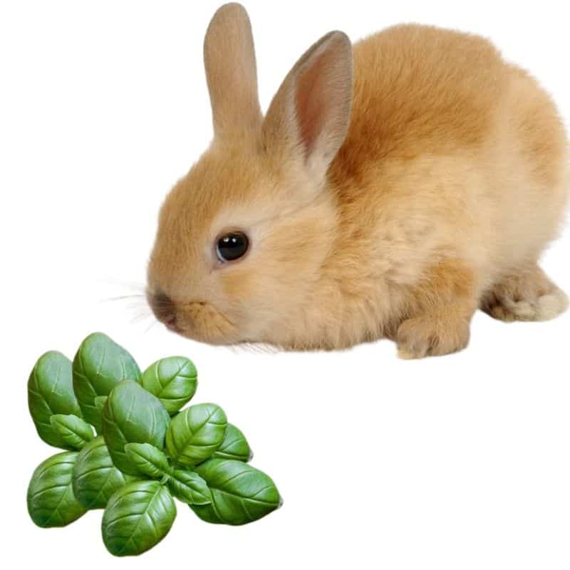 how much basil can eat rabbits
