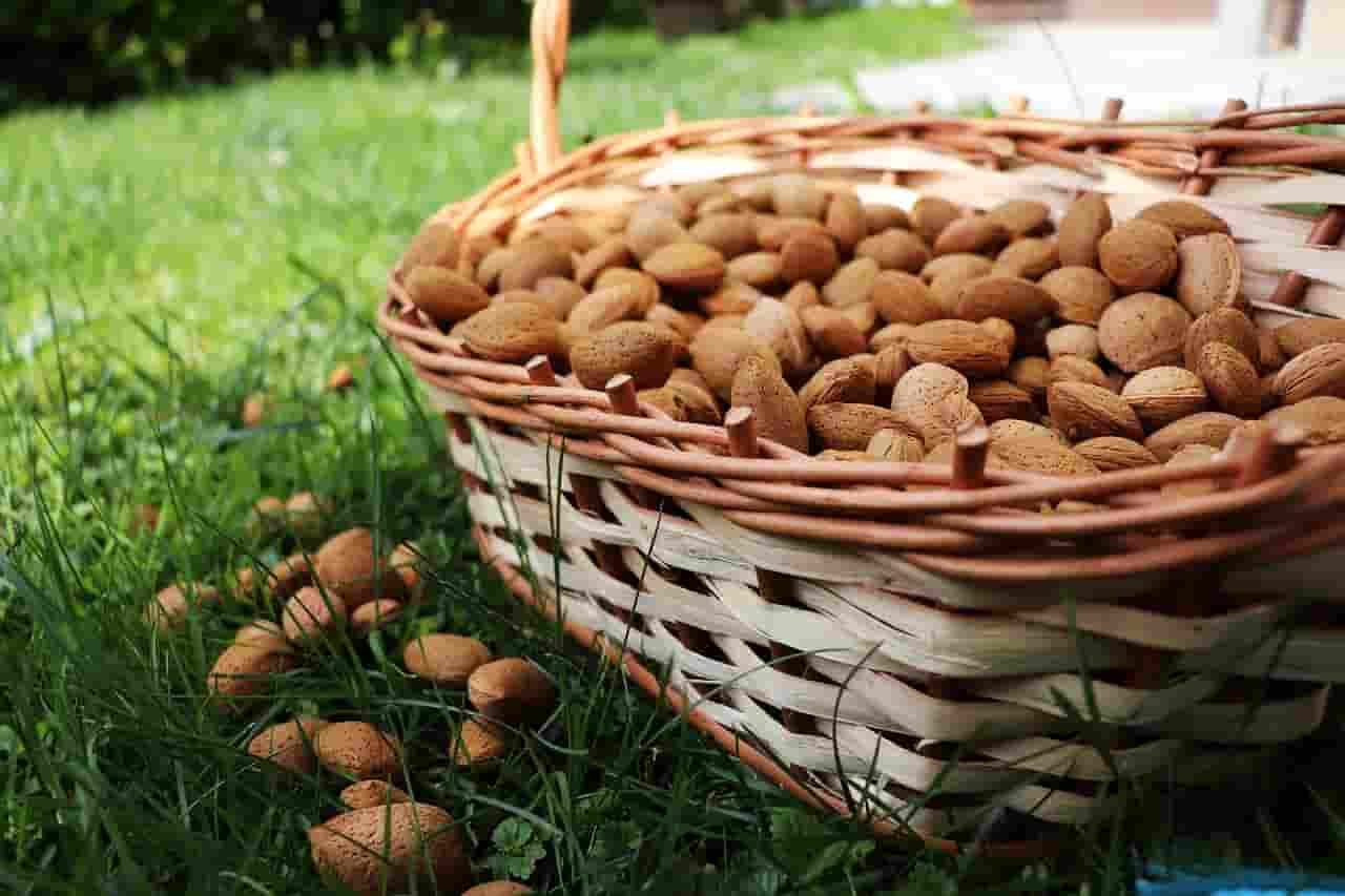 how much rabbits can eat almonds