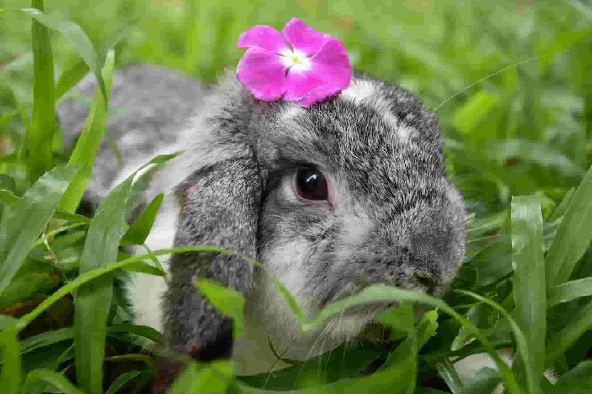 can bunnies eat blueberries?