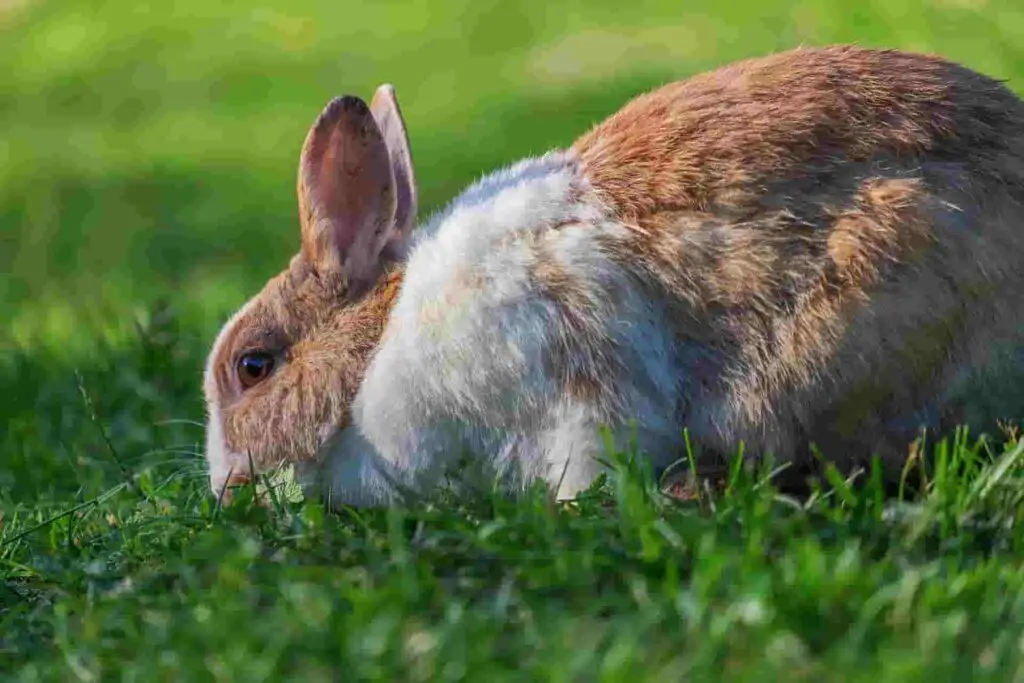 Can Rabbits Eat Dill? Benefits, Safety, Issues & Extra Preparation Guide
