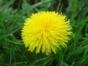 how much can a rabbit eat dandelions